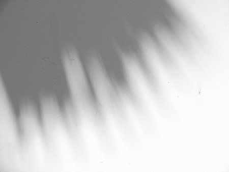 shadow of the leaves on a white wall