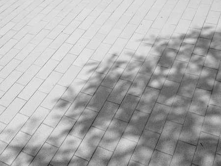 Tree shadow on tile floorの写真素材