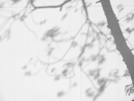 shadow of the leaves on a white wallの写真素材