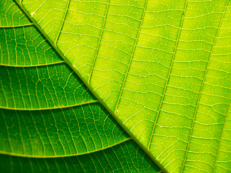 leaf texture