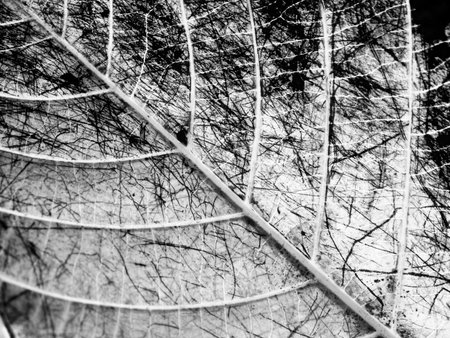 grunge leaf texture