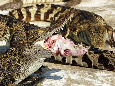 Crocodile eats chickensの写真素材