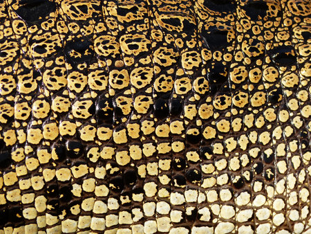 Crocodile skin texture
