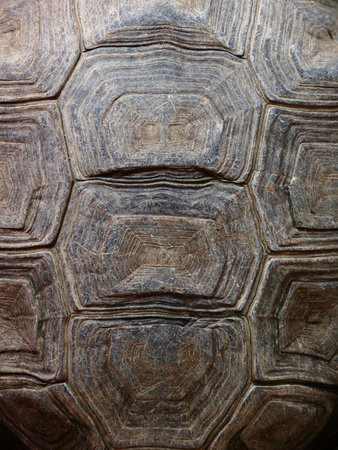 Texture of Turtle carapaceの写真素材
