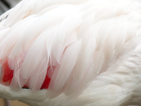 Flamingo beautiful feathers textureの写真素材