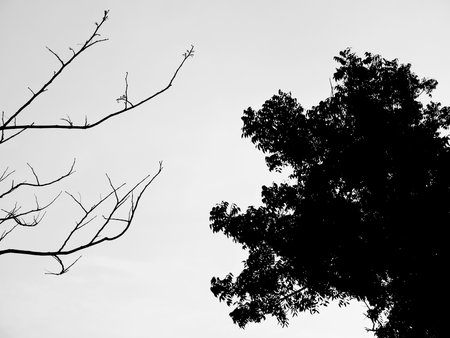 Silhouette of tree. Black and whiteの写真素材