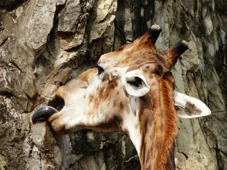 Giraffe portraitの写真素材