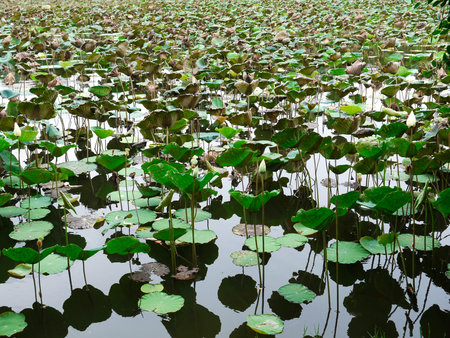 Lotus leaf surfaceの写真素材