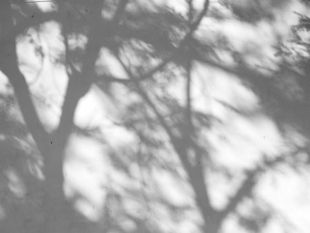 shadow of the leaves tree on a white wallの写真素材