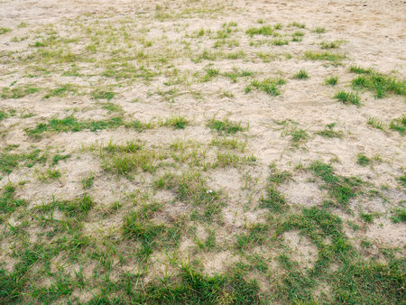 grass and sandの写真素材
