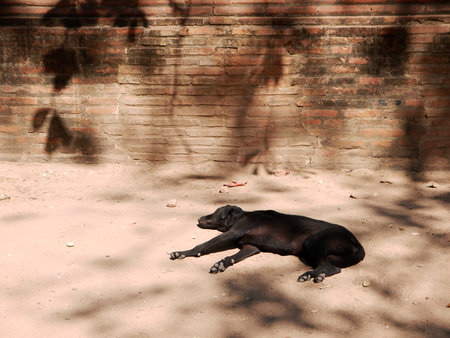 Stray dog sleep on groundの写真素材