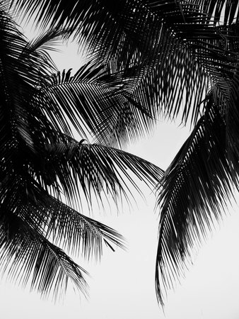 beautiful palms leaf on white backgroundの写真素材
