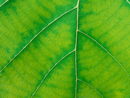 green leaf texture ( teak leaf )の写真素材