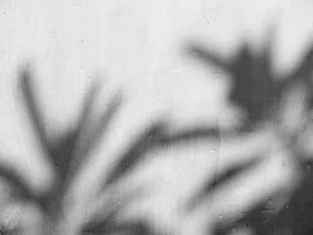 shadow of the leaves on a white wallの写真素材