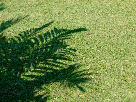 Shadows of palm tree leaf on the grassの写真素材