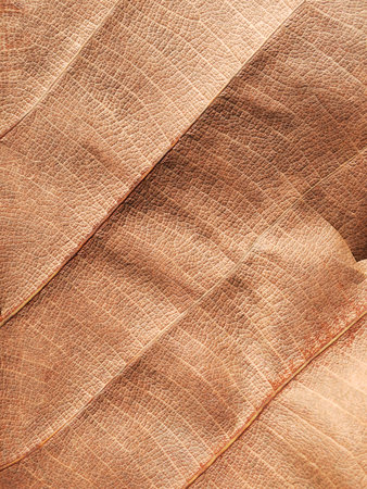 dry brown leaf textureの写真素材