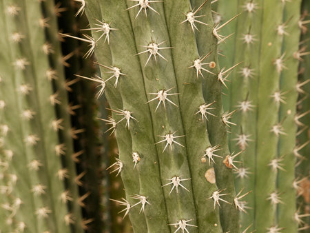 Cactus closeup