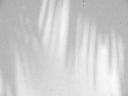 shadow of the leaves on a white wallの写真素材