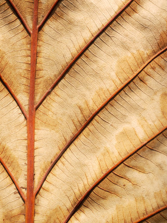 dry brown leaf textureの写真素材
