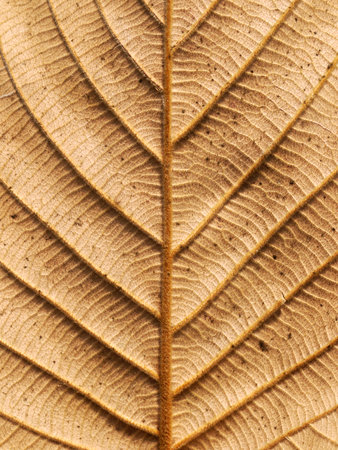 dry brown leaf texture