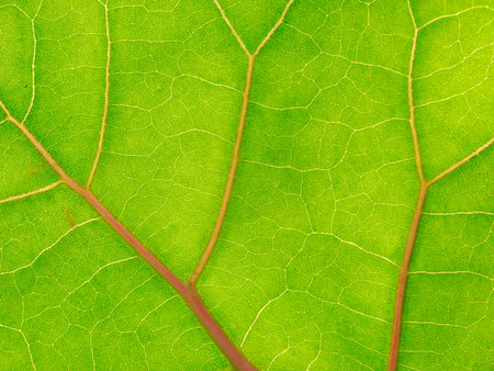 leaf texture