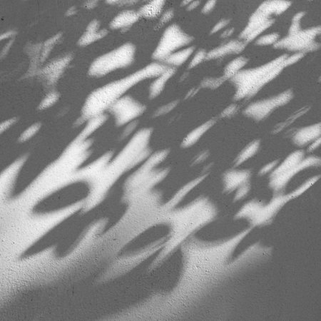 shadow of the leaves on a white wallの写真素材