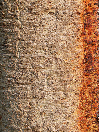 bark texture