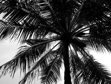 Coconut palm tree silhouetteの写真素材