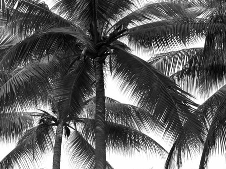 Coconut palm tree silhouetteの写真素材