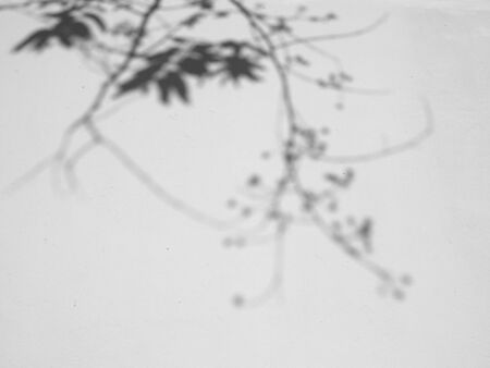 tree shadow on white wall