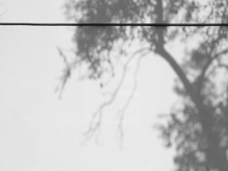 shadow of the tree leaves on a white wallの写真素材