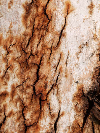 bark with crack textureの写真素材