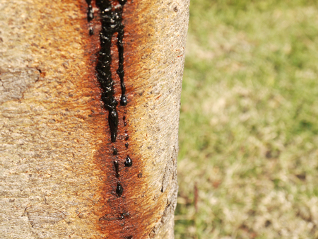 Latex from tree bark texture closeupの写真素材
