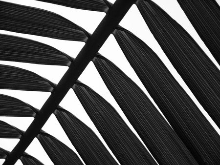 beautiful palms leaf on white backgroundの写真素材