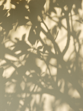 tree shadow on wall