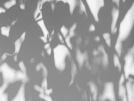 shadow of the leaves on a white wallの写真素材