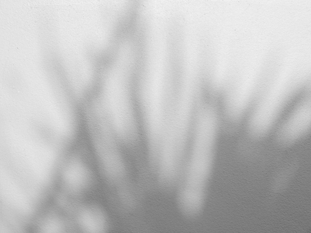 Palm leaf shadows on a white wall