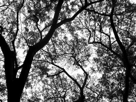 Silhouette tree