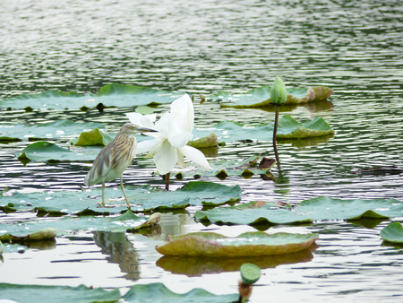 Javan Pond heron Ardeola speciosa Bird on a Lotus leafの写真素材