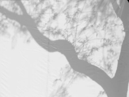 Shadow tree on canvasの写真素材