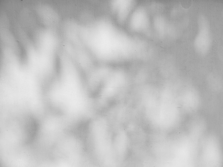 shadow of the leaves on a white wall