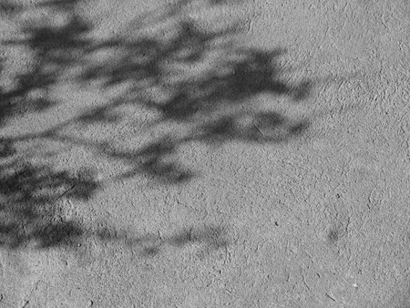 tree shadow on concrete floor