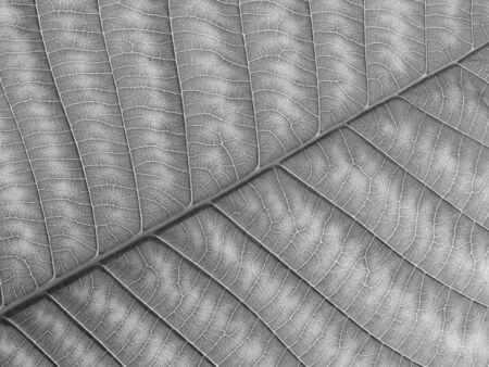 gray leaf texture