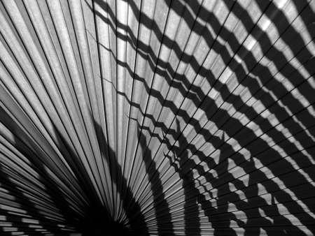 beautiful palm leaves of tree in sunlightの写真素材