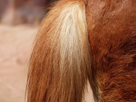 tail of a horseの写真素材