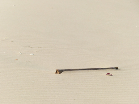 Twig on sandの写真素材