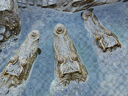 crocodile in zooの写真素材
