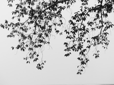 Silhouette treeの写真素材