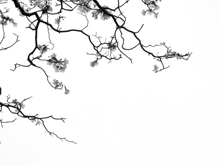 Silhouette treeの写真素材