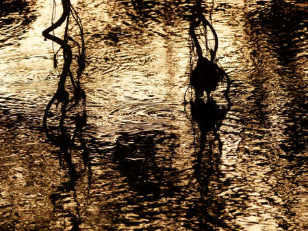 sunset on water root tree